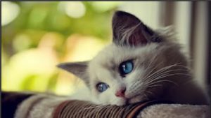 katy1