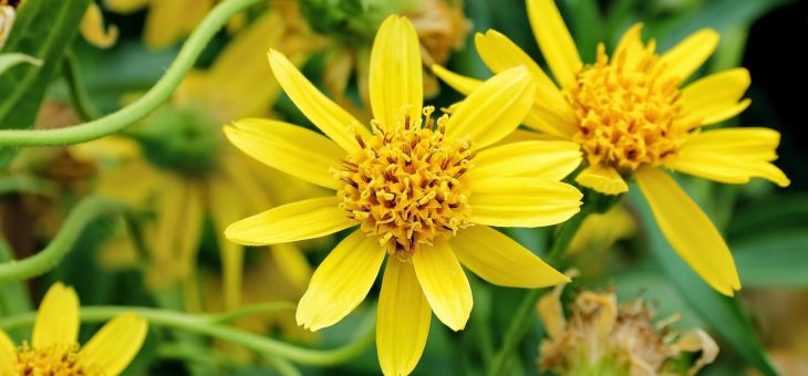 Арника – Arnica montana L.
